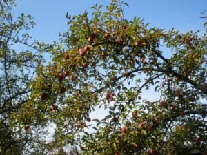 tomas choura podzimni